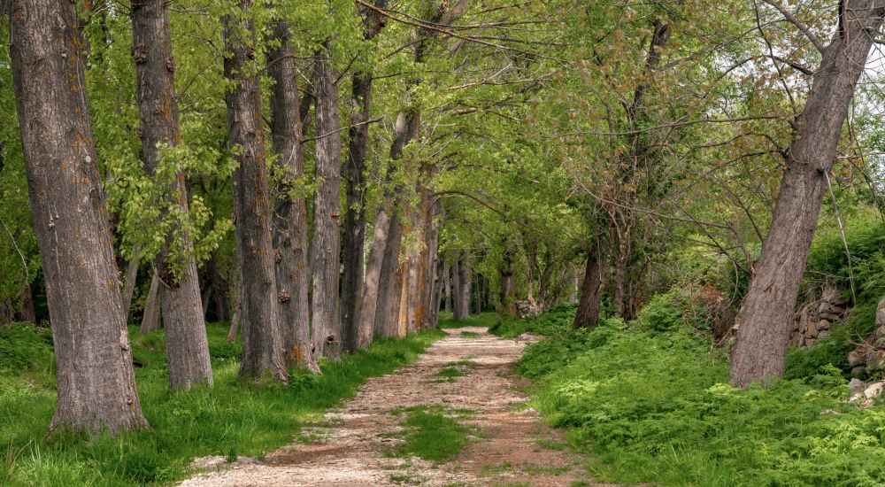 Diseño web Zaragoza - Ayuntamiento de Fortanete